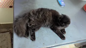 6-12 Months Male Purebred Persian Cat