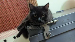 6-12 Months Male Purebred Persian Cat