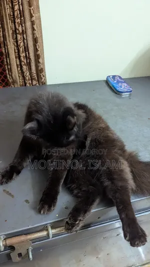 6-12 Months Male Purebred Persian Cat