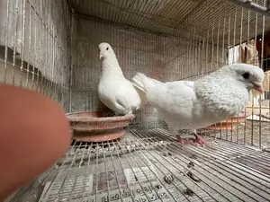 Pigeons for Sale
