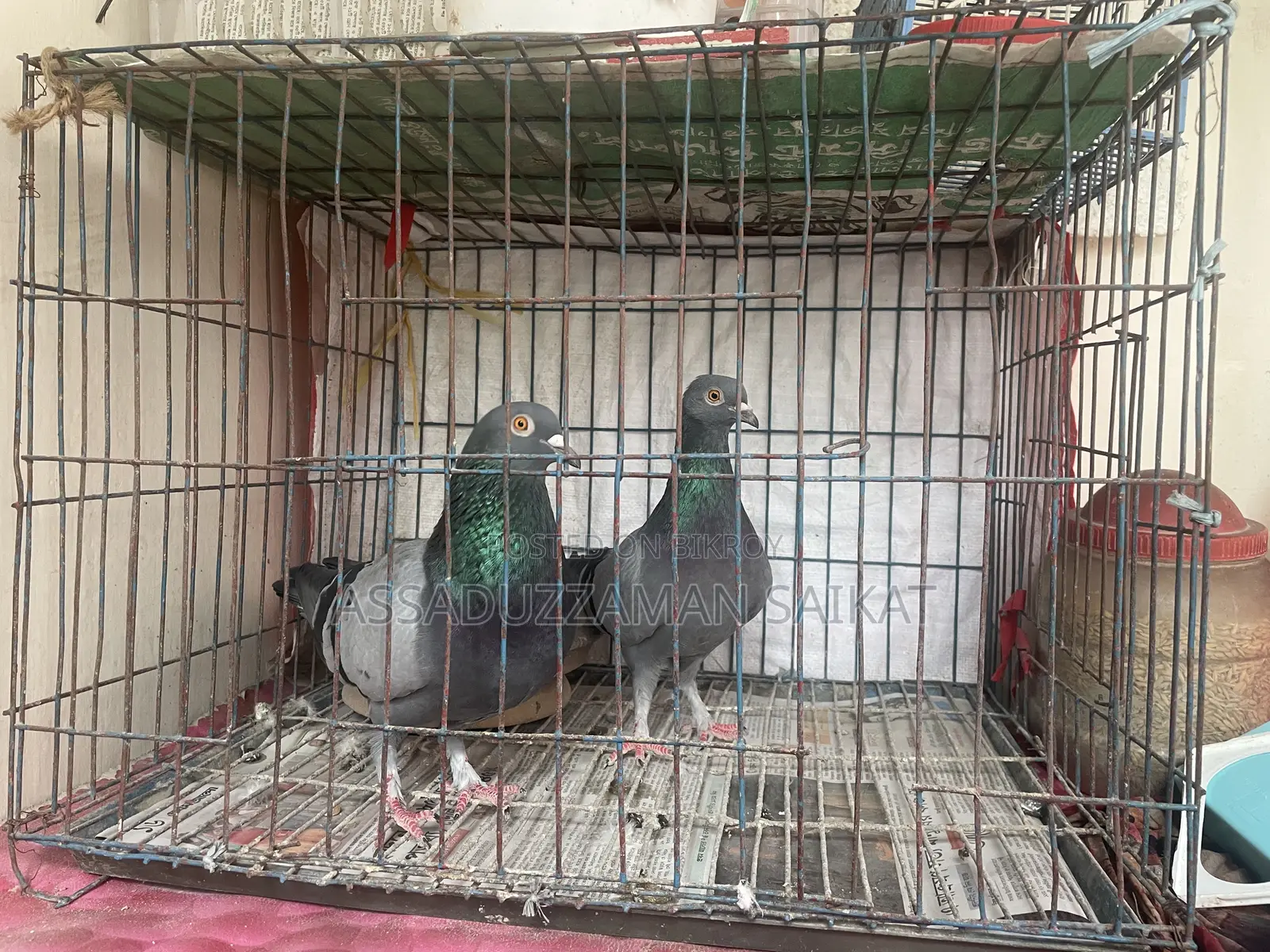 Pigeons for Sale