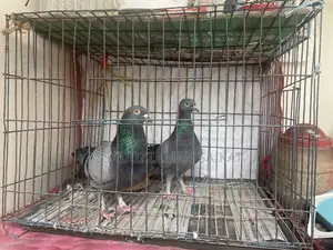 Pigeons for Sale