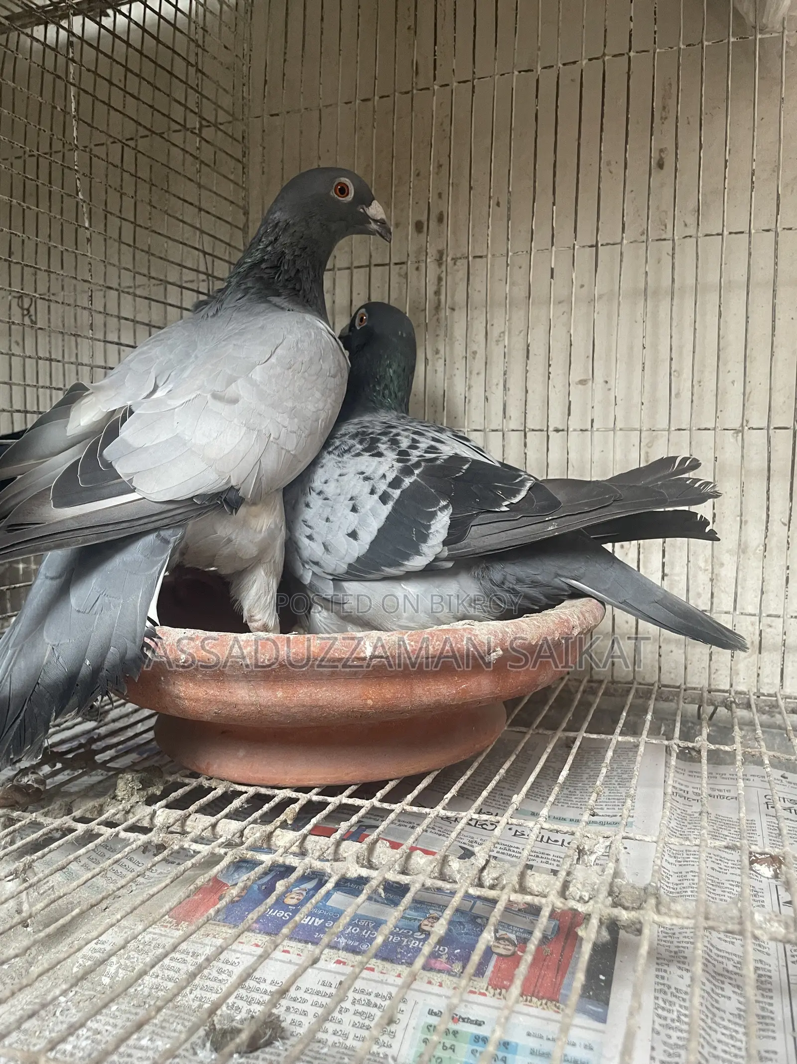 Pigeons for Sale