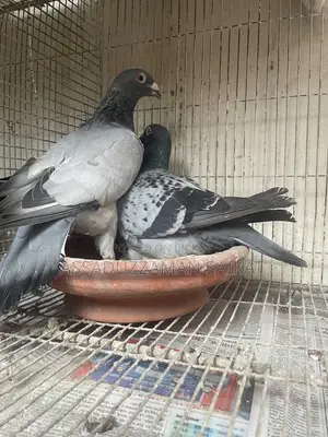 Pigeons for Sale