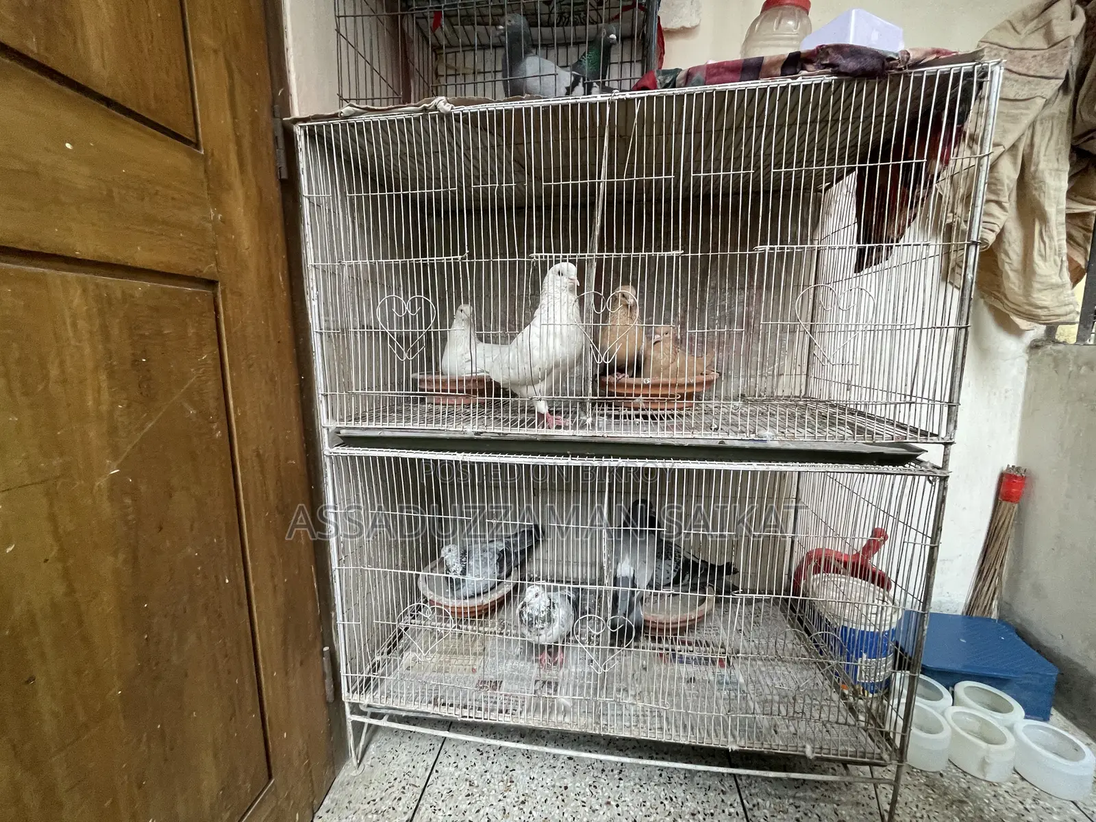Pigeons for Sale