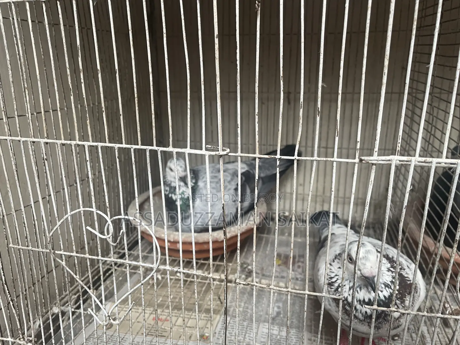 Pigeons for Sale