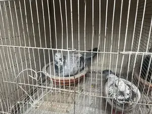 Pigeons for Sale