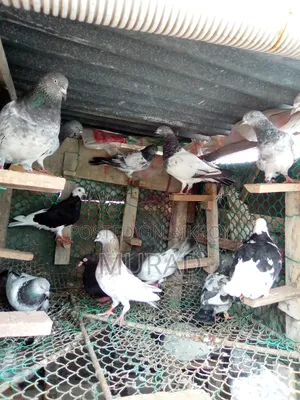 মাদি কবুতর