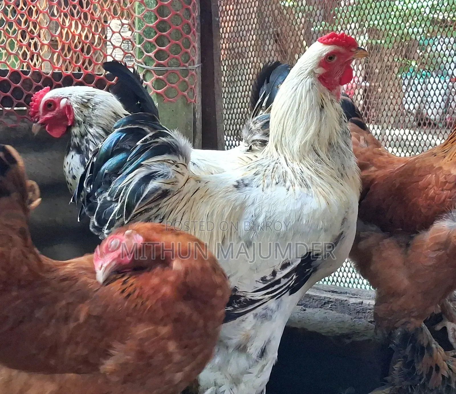 Brahma Rooster
