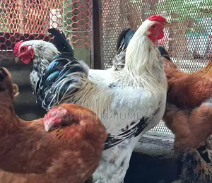 Brahma Rooster