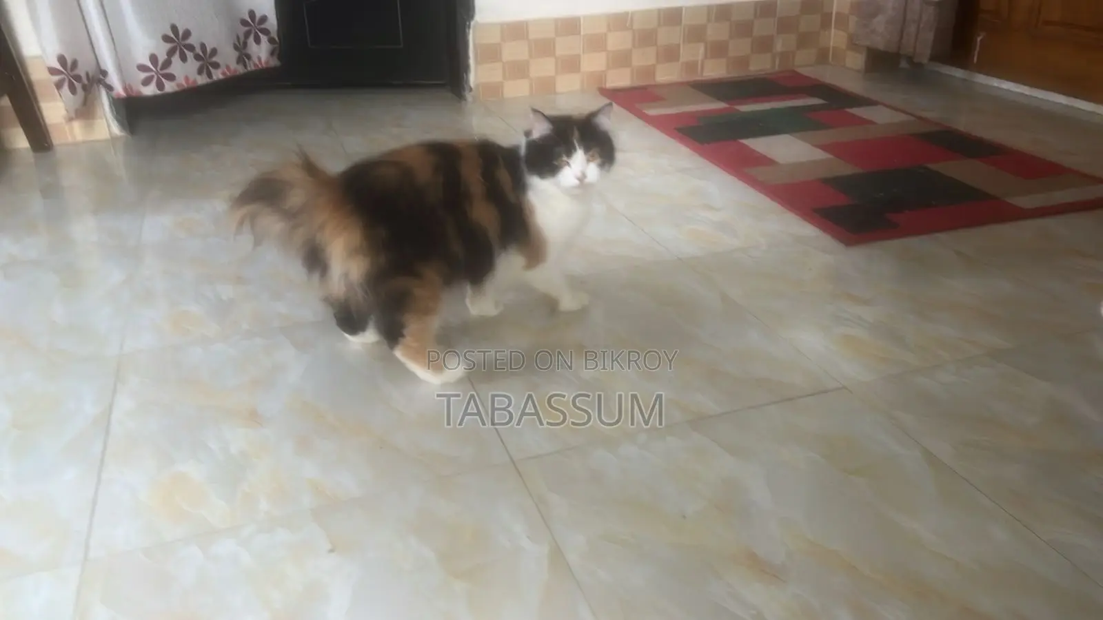 6-12 Months Female Purebred Persian