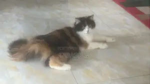 6-12 Months Female Purebred Persian
