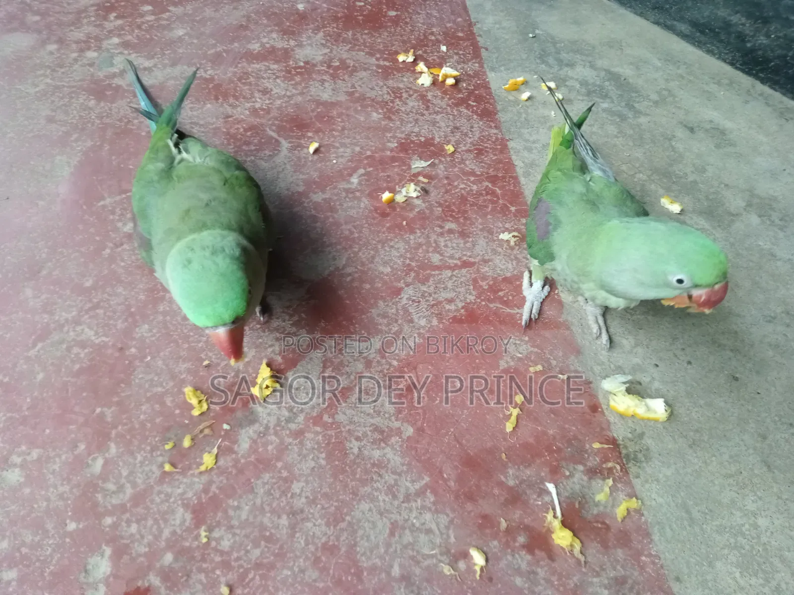 Alexander Parakeet / চন্দনা টিয়া