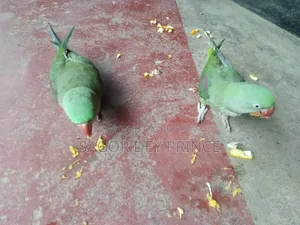 Alexander Parakeet / চন্দনা টিয়া