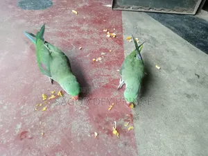 Alexander Parakeet / চন্দনা টিয়া