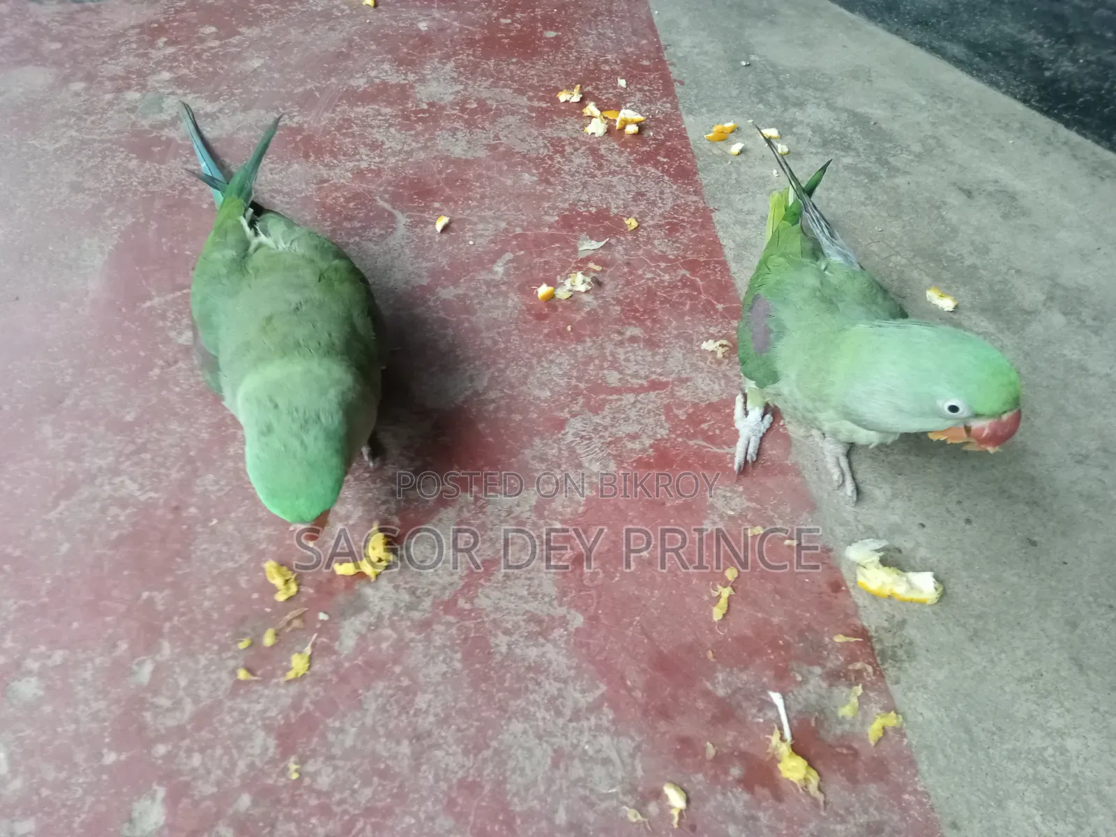 Alexander Parakeet / চন্দনা টিয়া