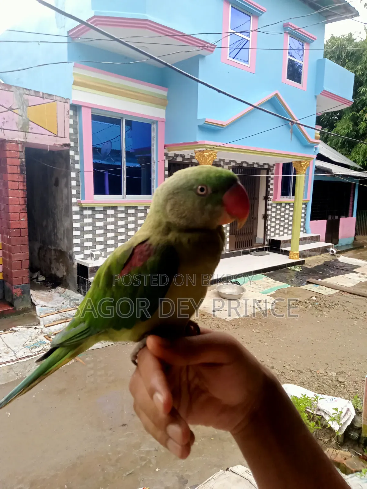 Alexander Parakeet / চন্দনা টিয়া