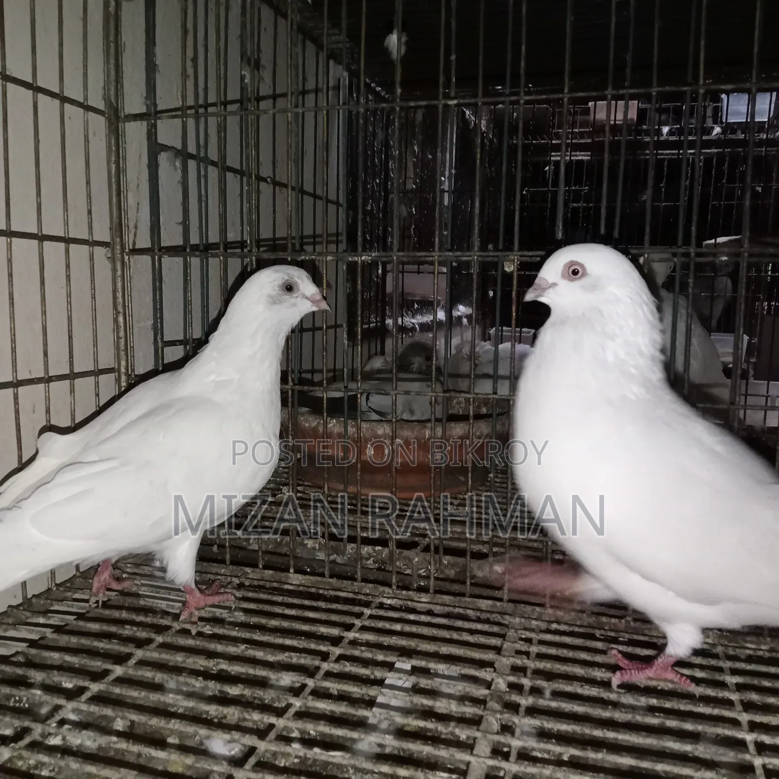 সাদা বুদা পেস্ট।