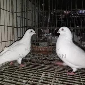 সাদা বুদা পেস্ট।