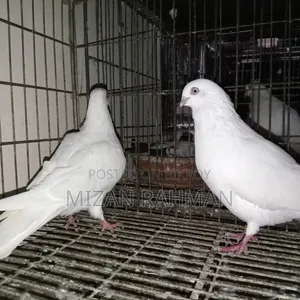 সাদা বুদা পেস্ট।