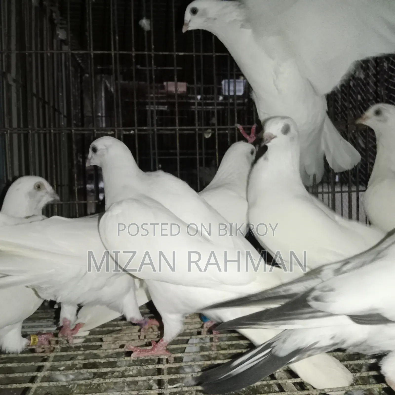 সাদা বুদা পেস্ট।