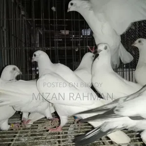 সাদা বুদা পেস্ট।
