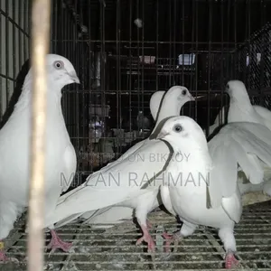 সাদা বুদা পেস্ট।