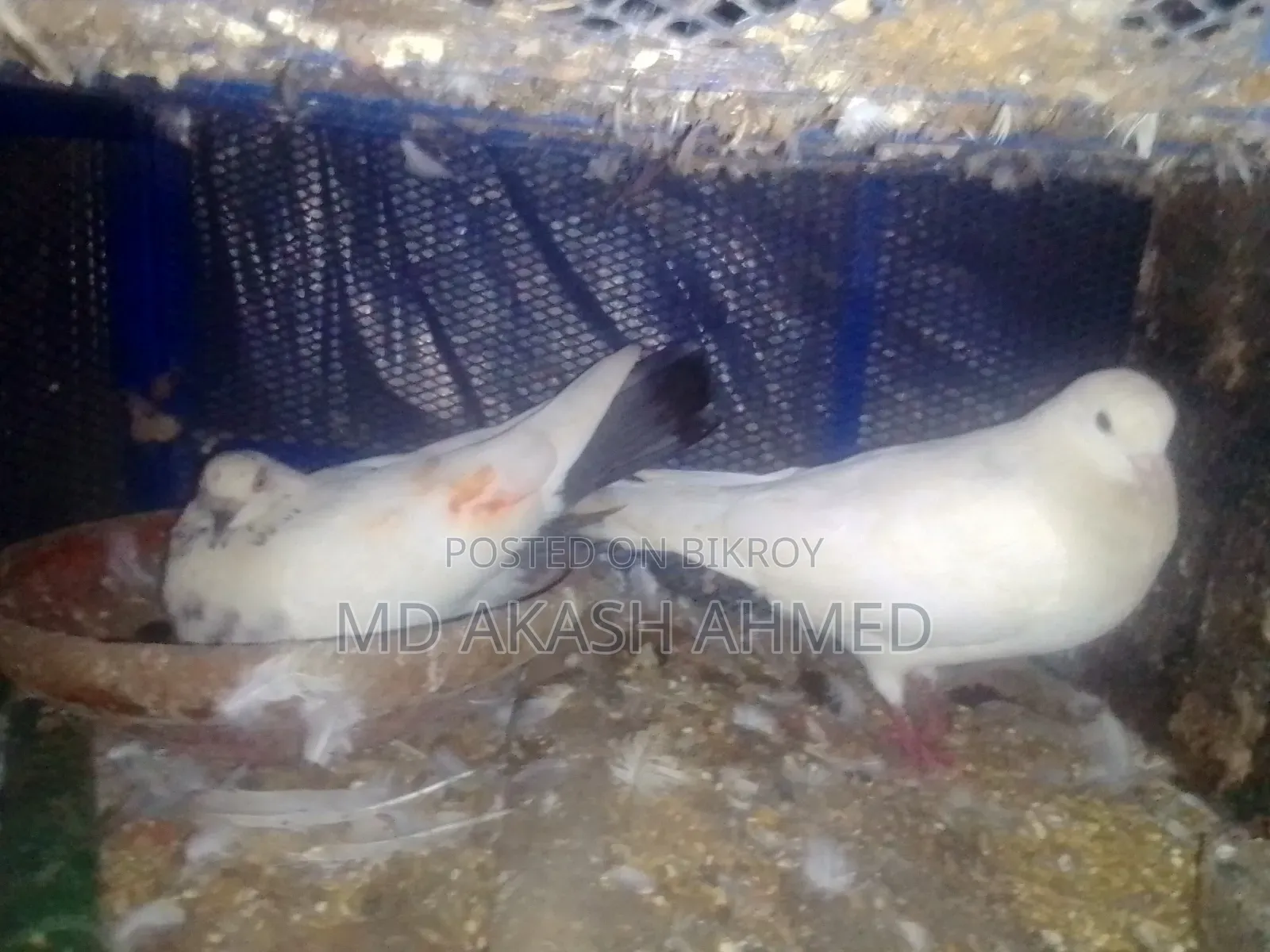 Giribaz Pigeon
