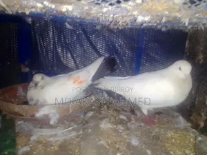Giribaj Pigeon