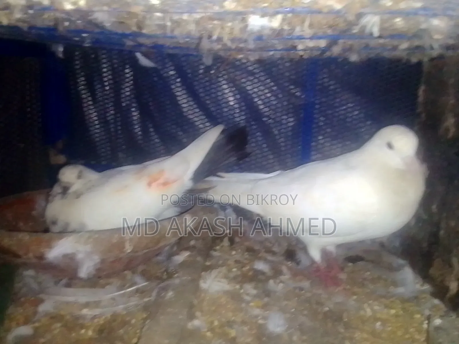Giribaz Pigeon
