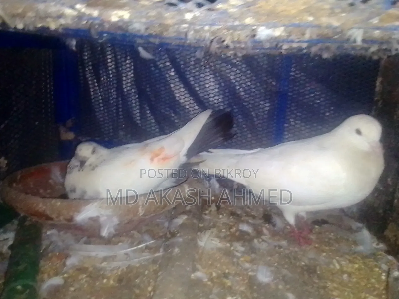 Giribaz Pigeon