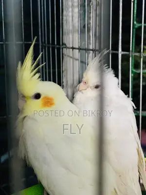 Tame Cocktail Albino Lutino