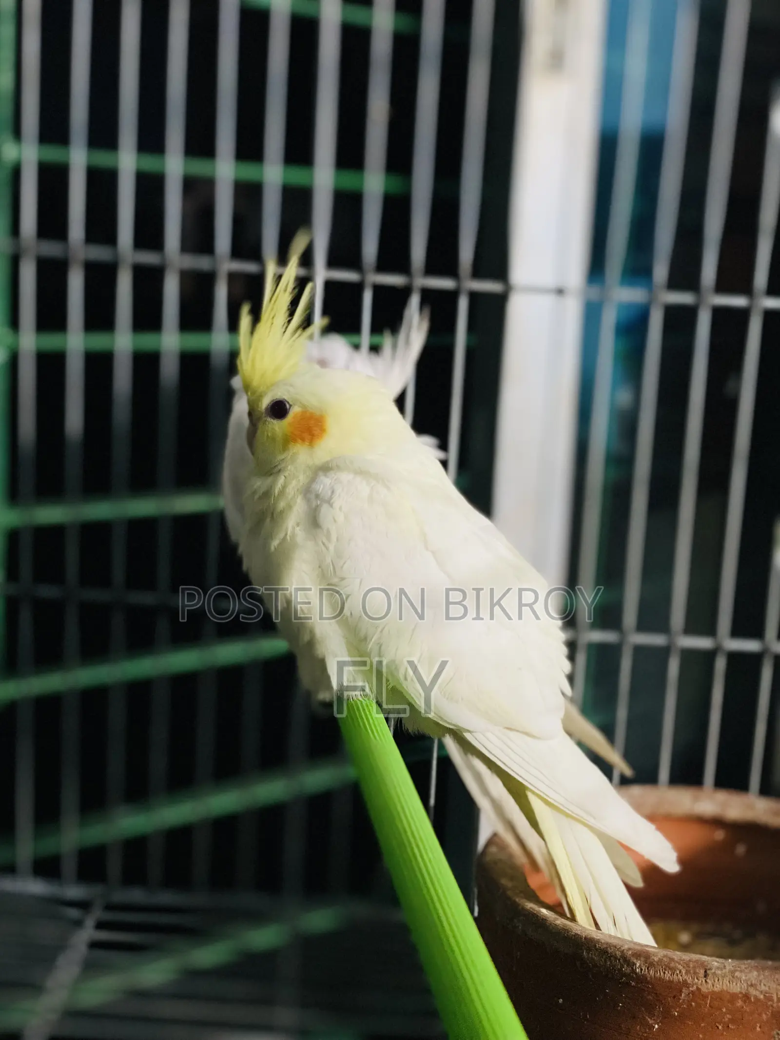 Tame Cockatiel Albino Lutino