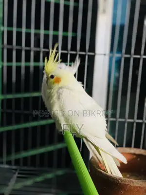 Tame Cockatiel Albino Lutino