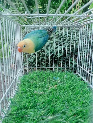 Lovebird Opaline