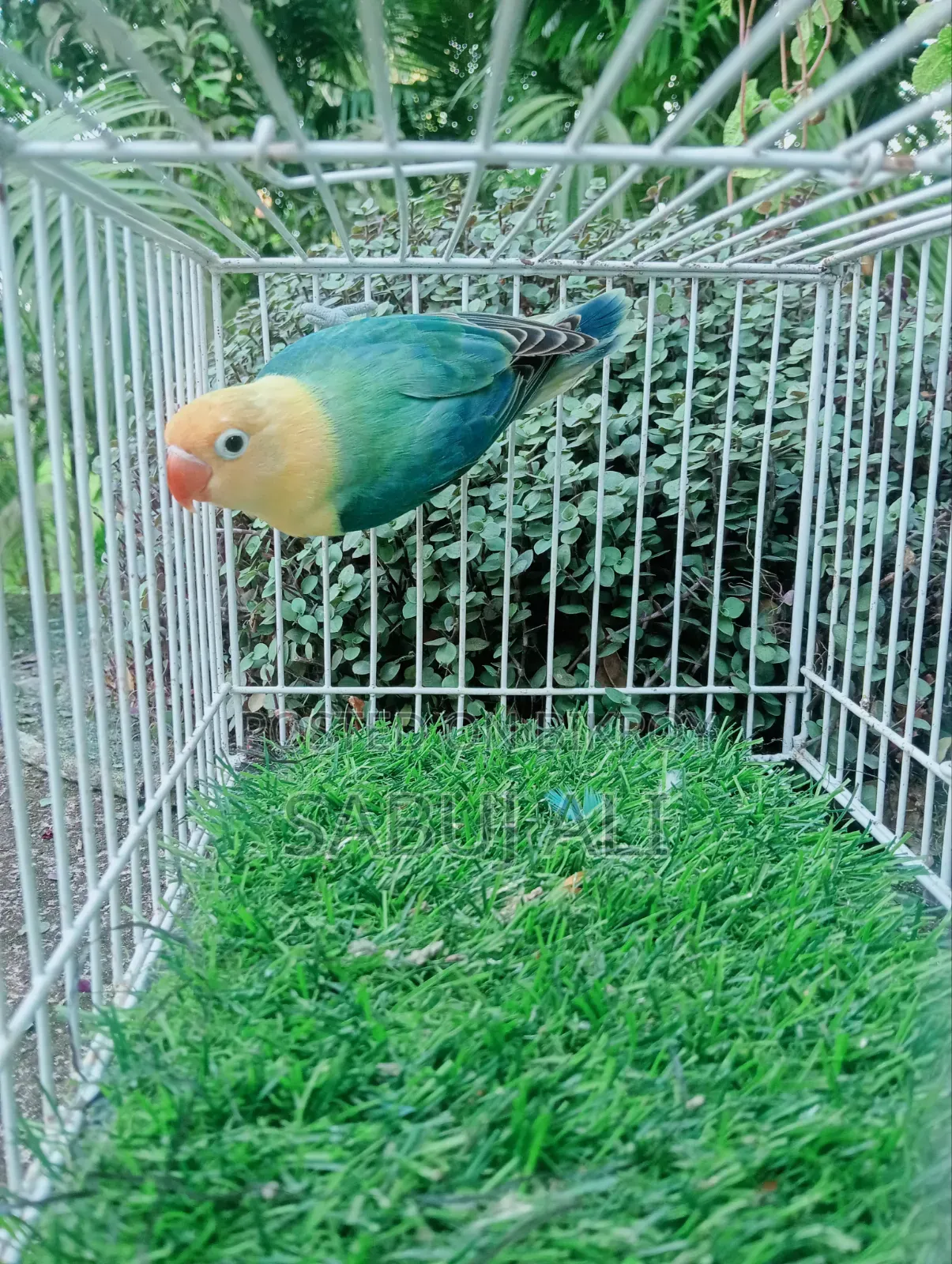 Lovebird Opaline