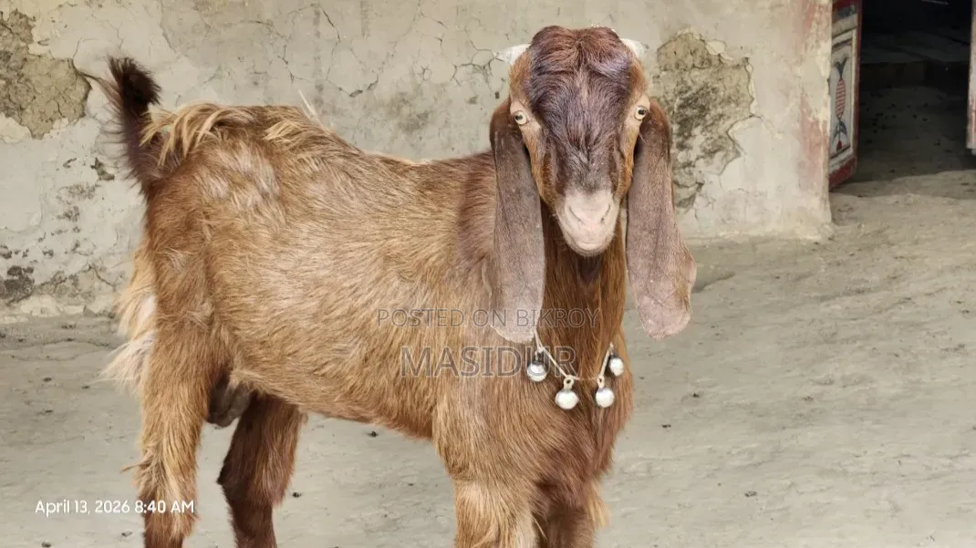 একটি পাঠা সেল হবে ৪ দাঁত।