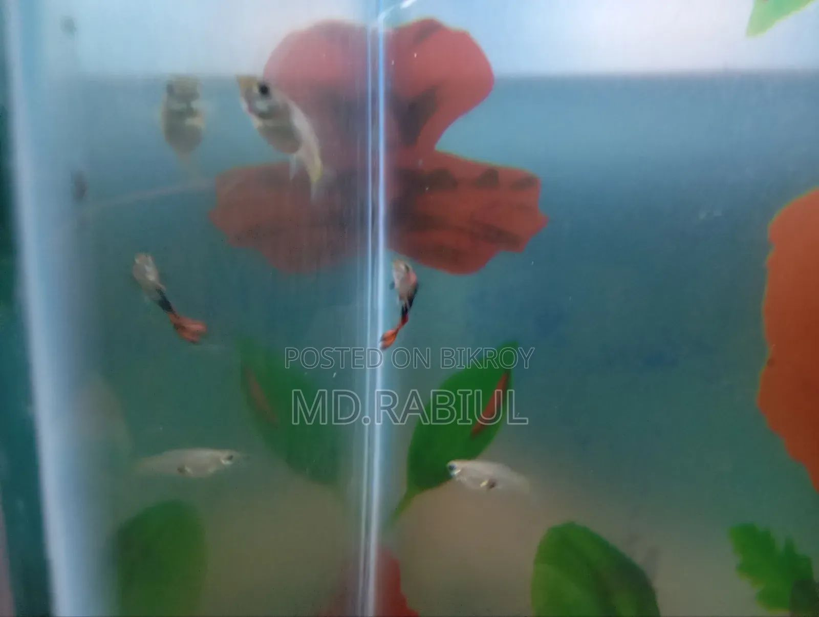 হাই কোয়ালিটি গাপ্পি