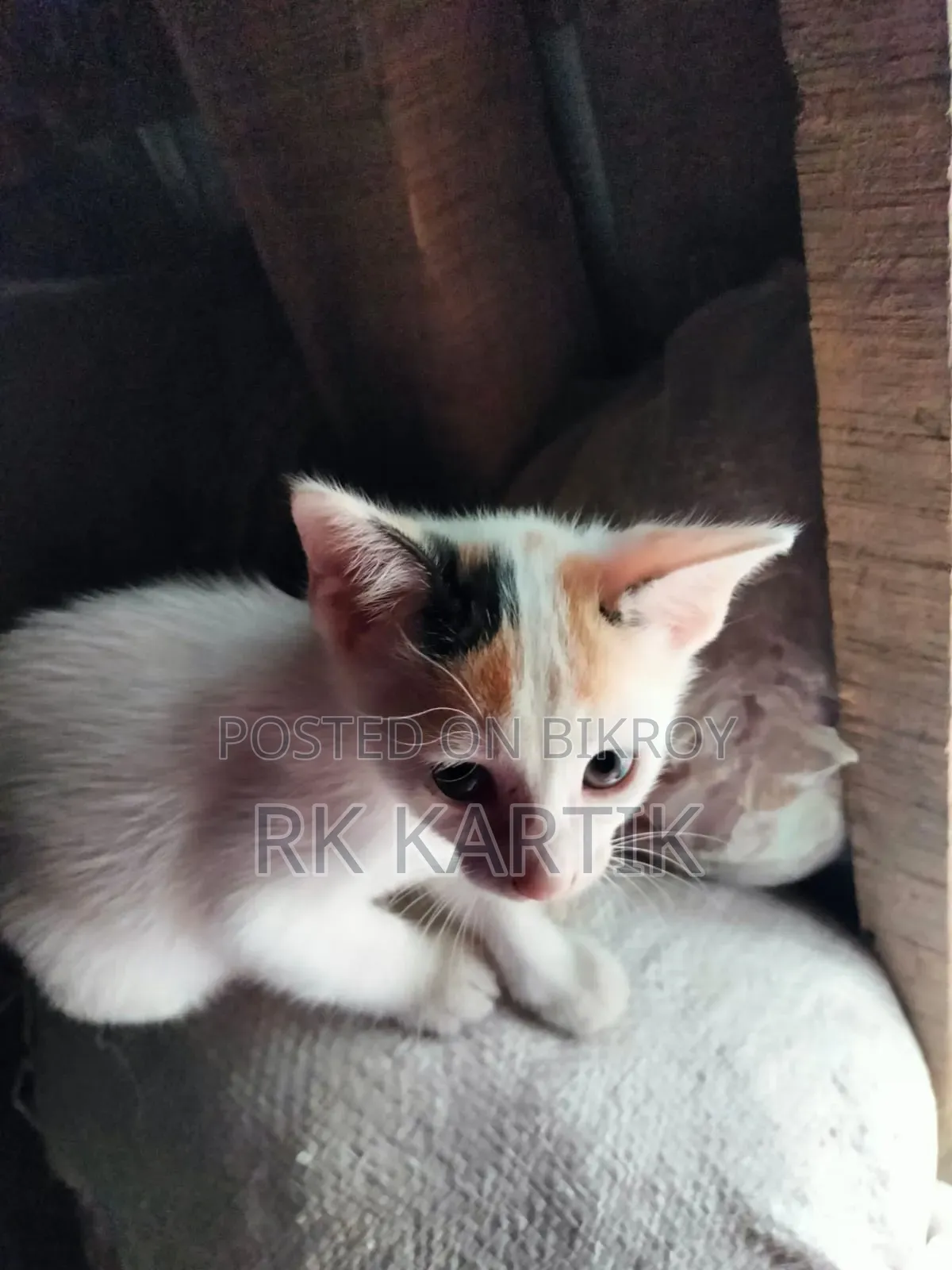 0-1 Month Male Purebred Bengal