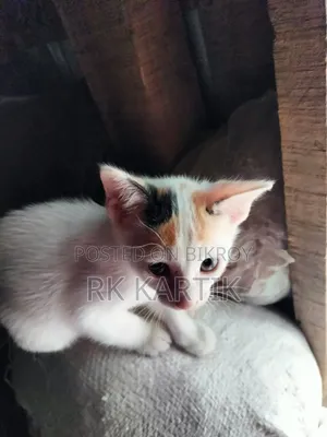 0-1 Month Male Purebred Bengal