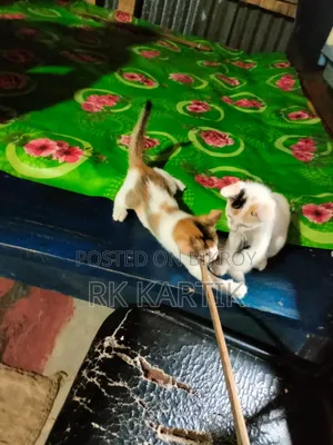 0-1 month Male Purebred Bengal