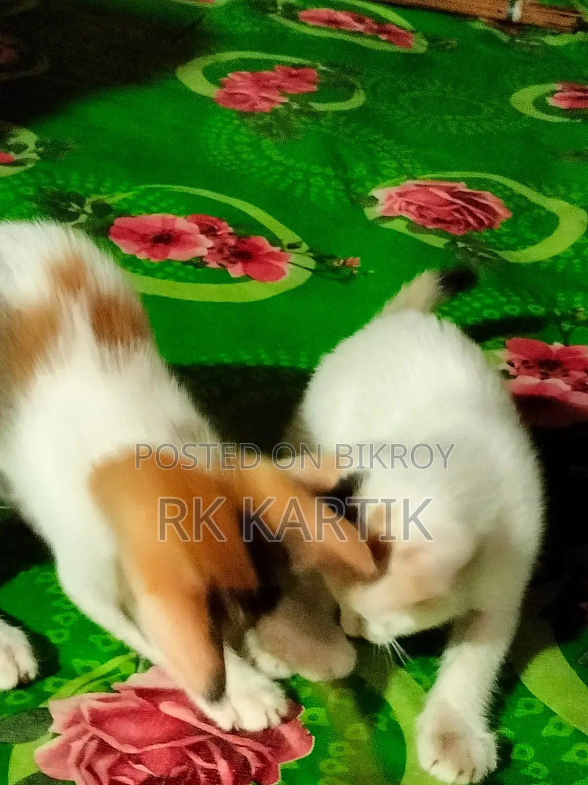 0-1 Month Male Purebred Bengal