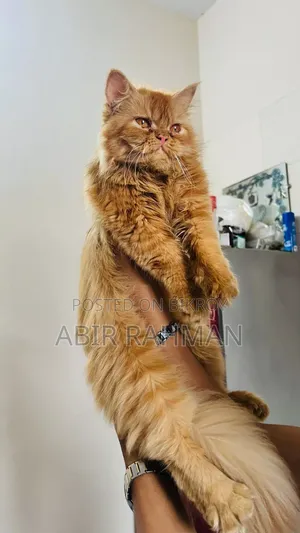 6-12 Months Female Purebred Persian Cat