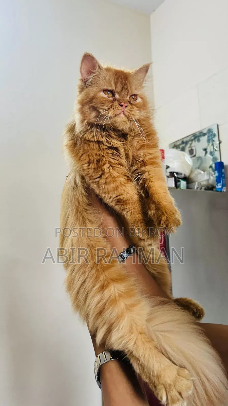 6-12 Months Female Purebred Persian Cat
