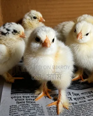 Brahma Chicken Chicks