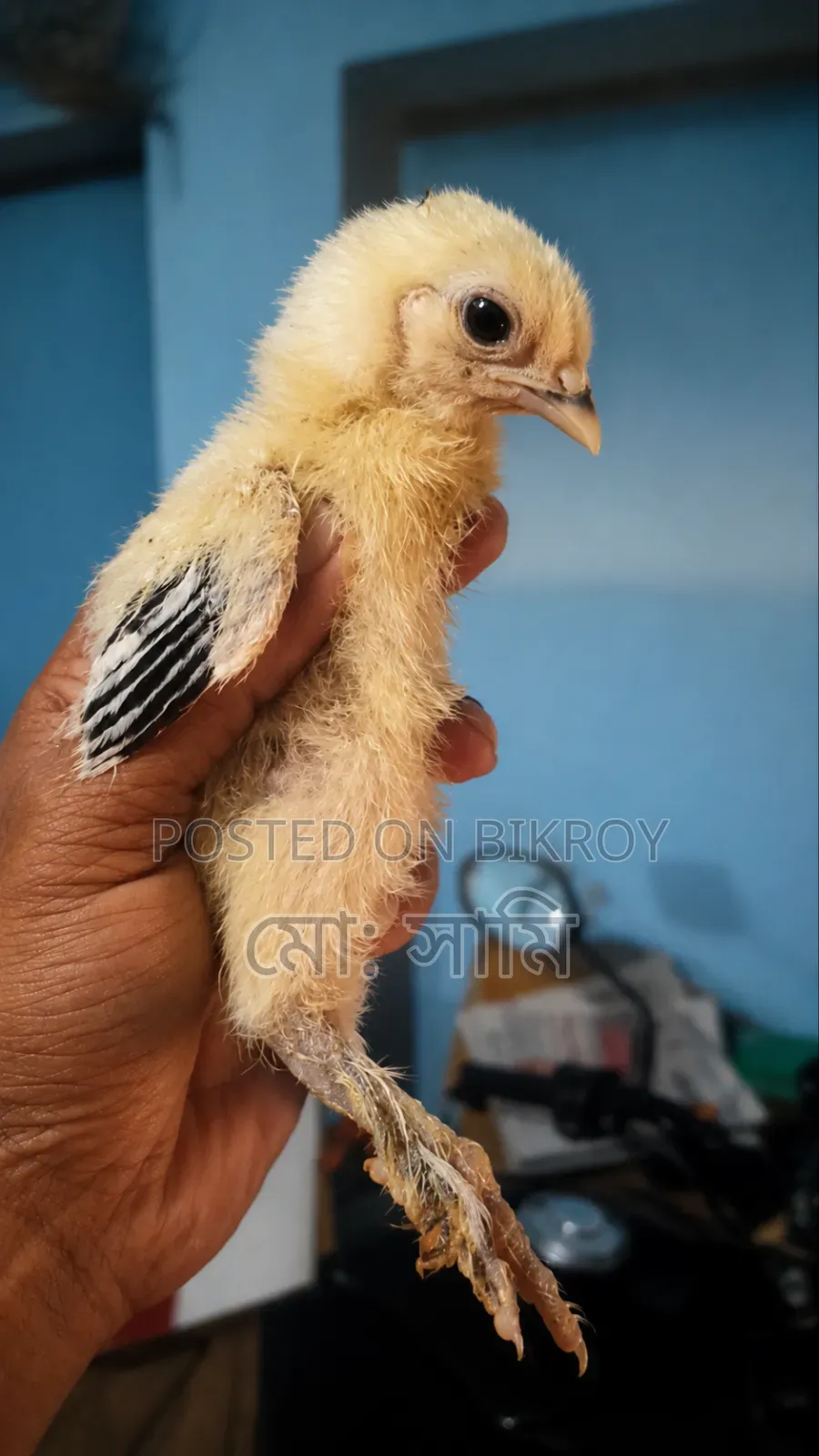 Brahma Chicken Chicks