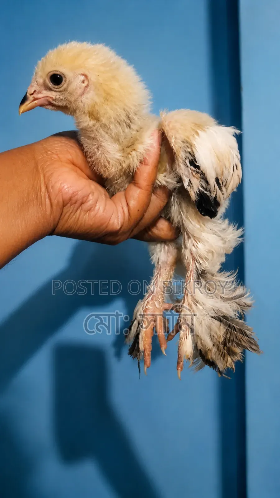 Brahma Chicken Chicks