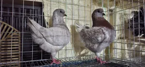 Indigo Showking Bird