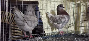 Indigo Showking Bird