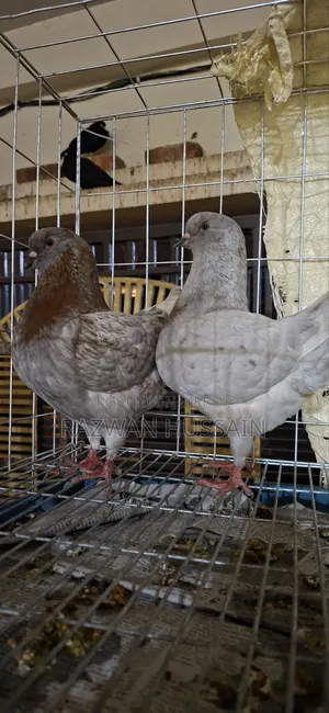 Indigo Showking Bird